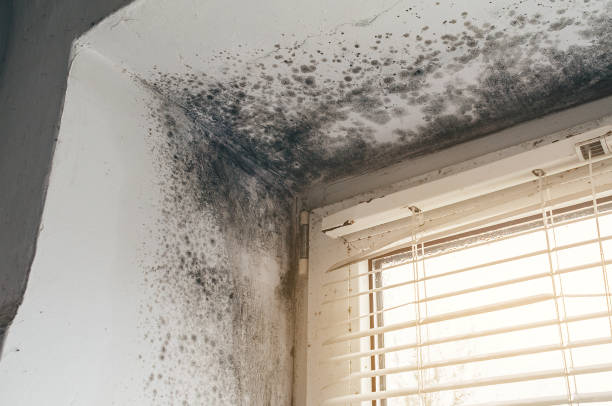Affordable Mold Cleanup solutions in Riverdale, GA